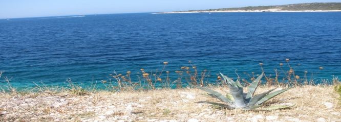 Apartments near the sea